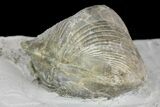 Pyrite Replaced Brachiopod (Paraspirifer) Fossil on Shale - Ohio #136658-2